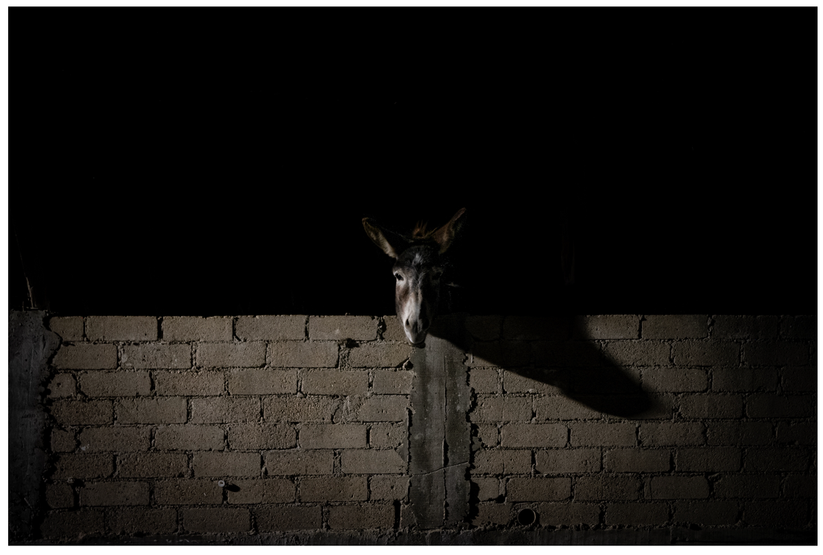 Burro