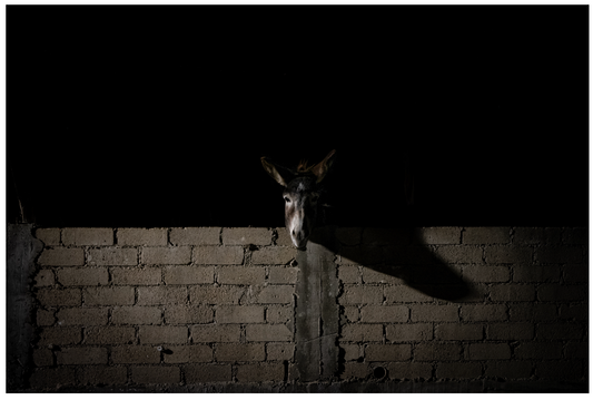 Burro