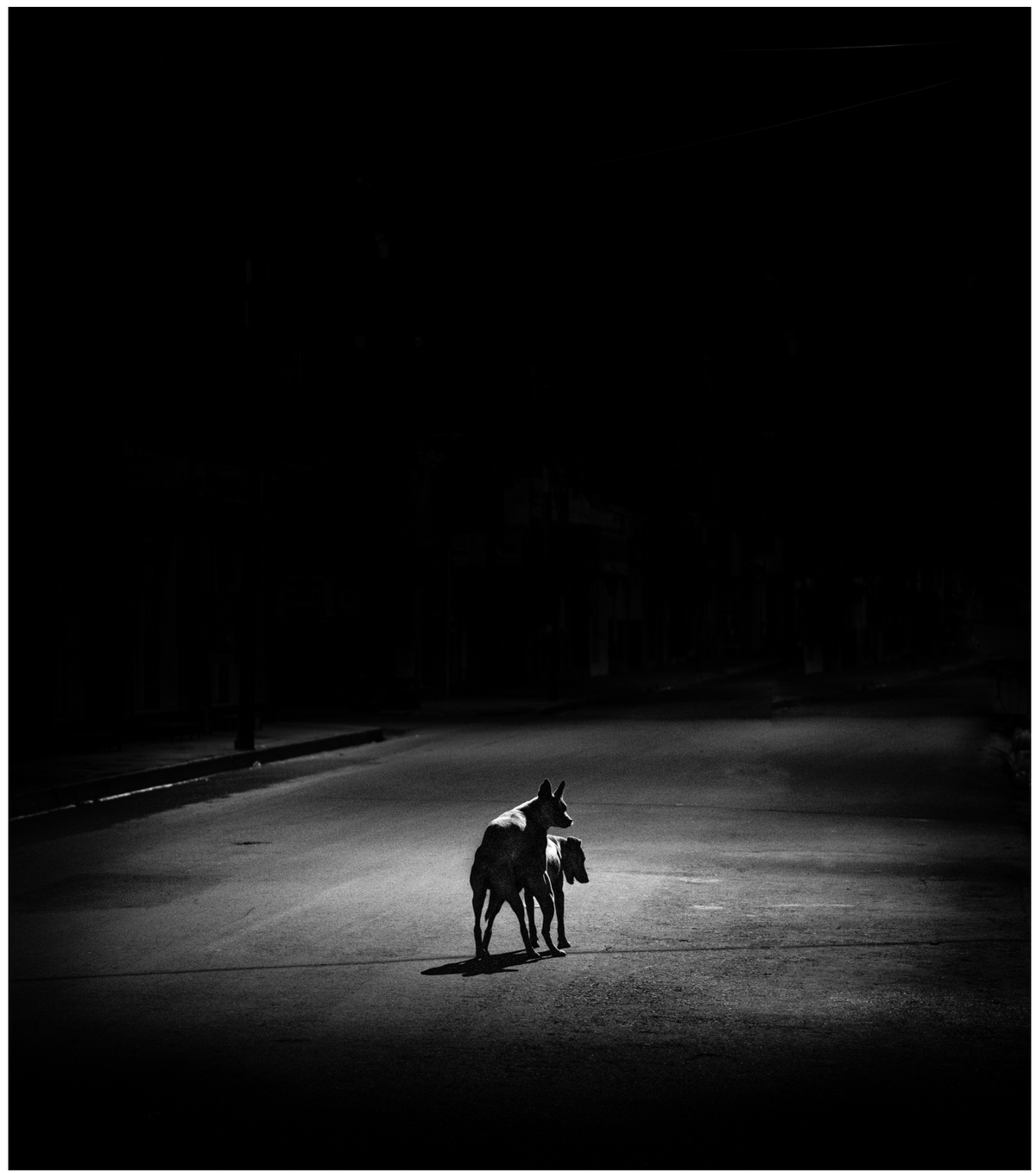 Perros bajo la luna