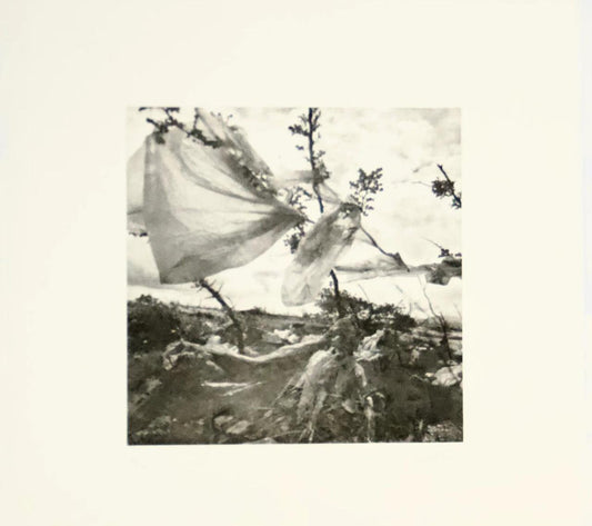 Viento